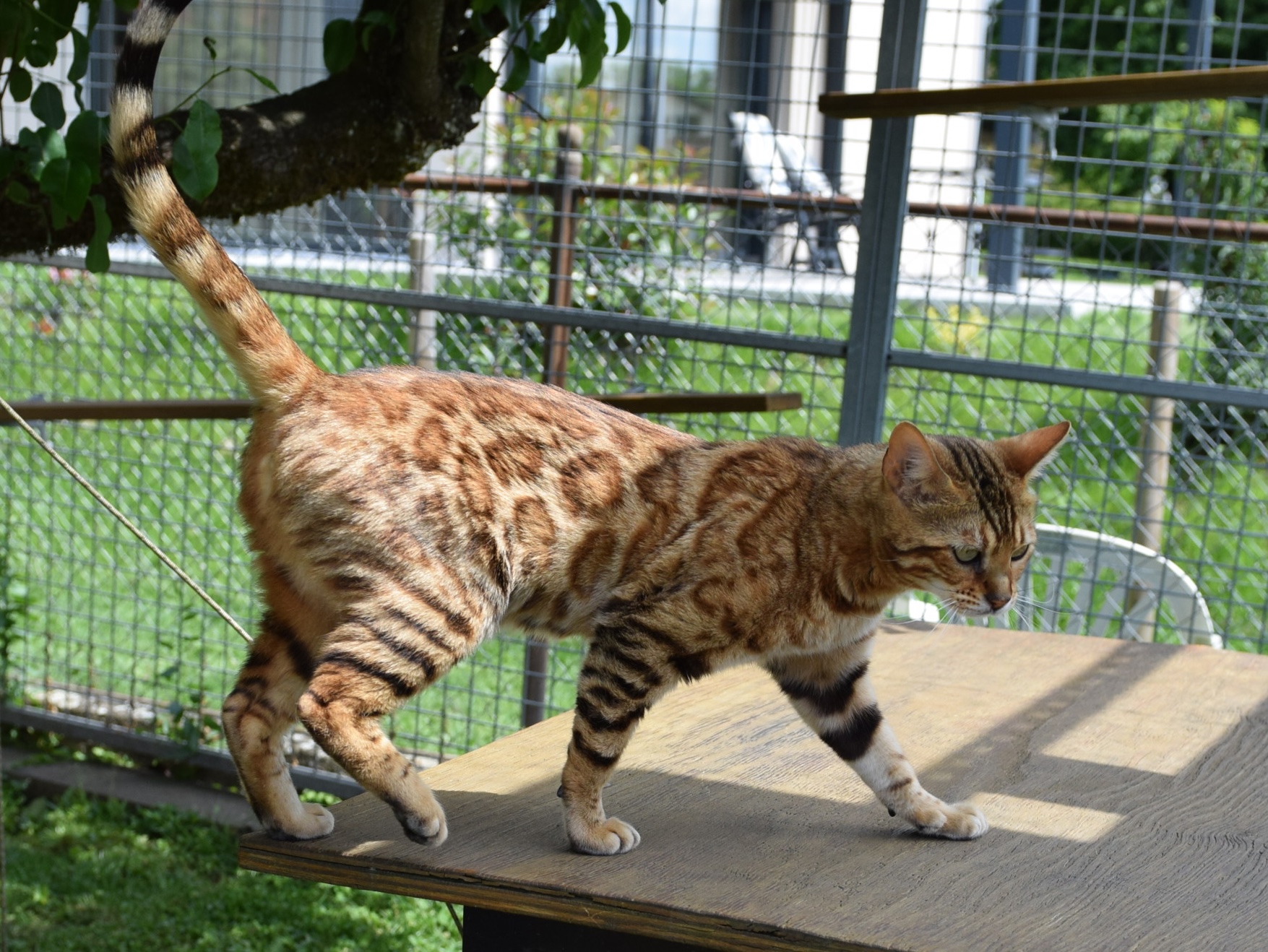 Bengal du Mont St. Aubert