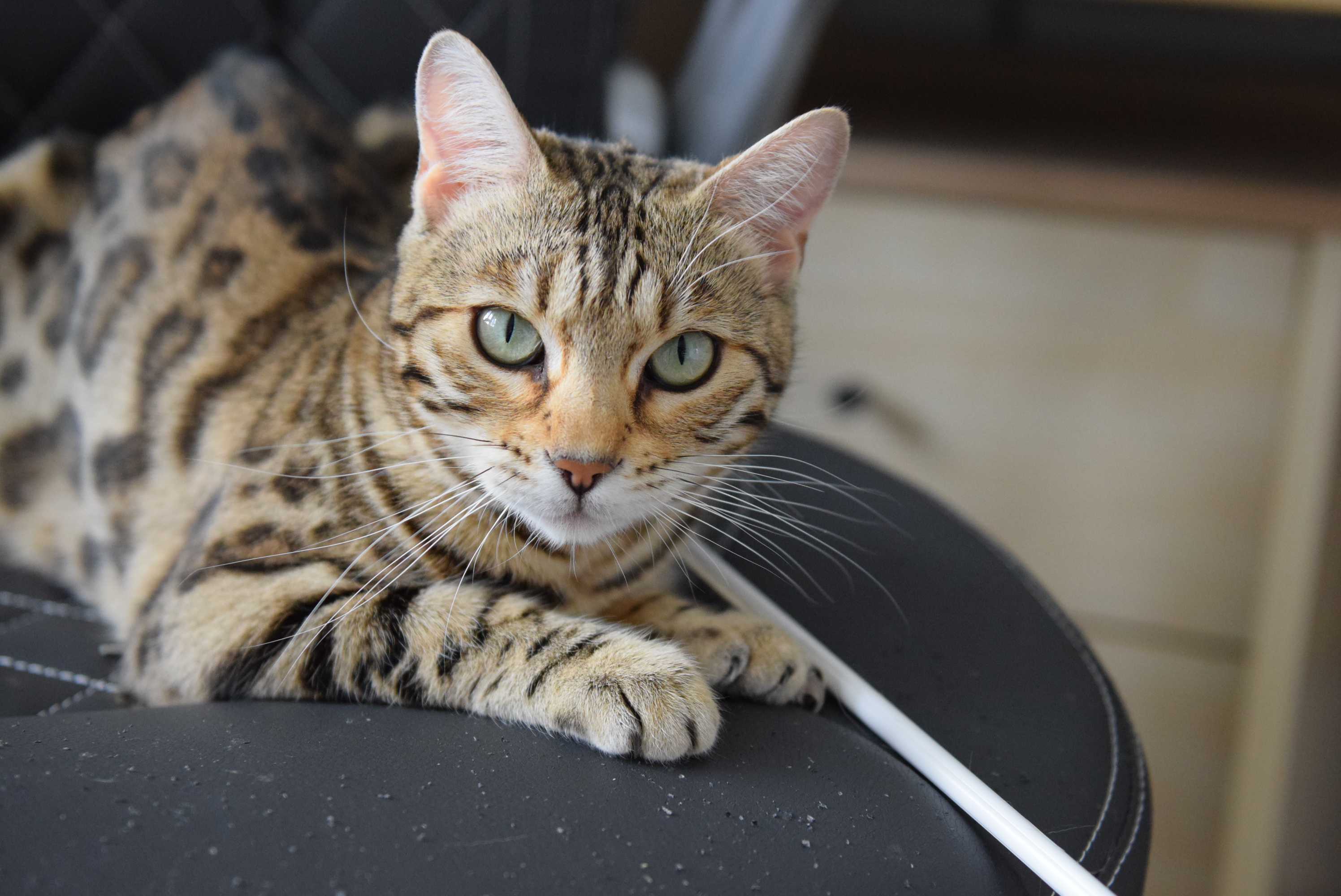Bengal du Mont St. Aubert