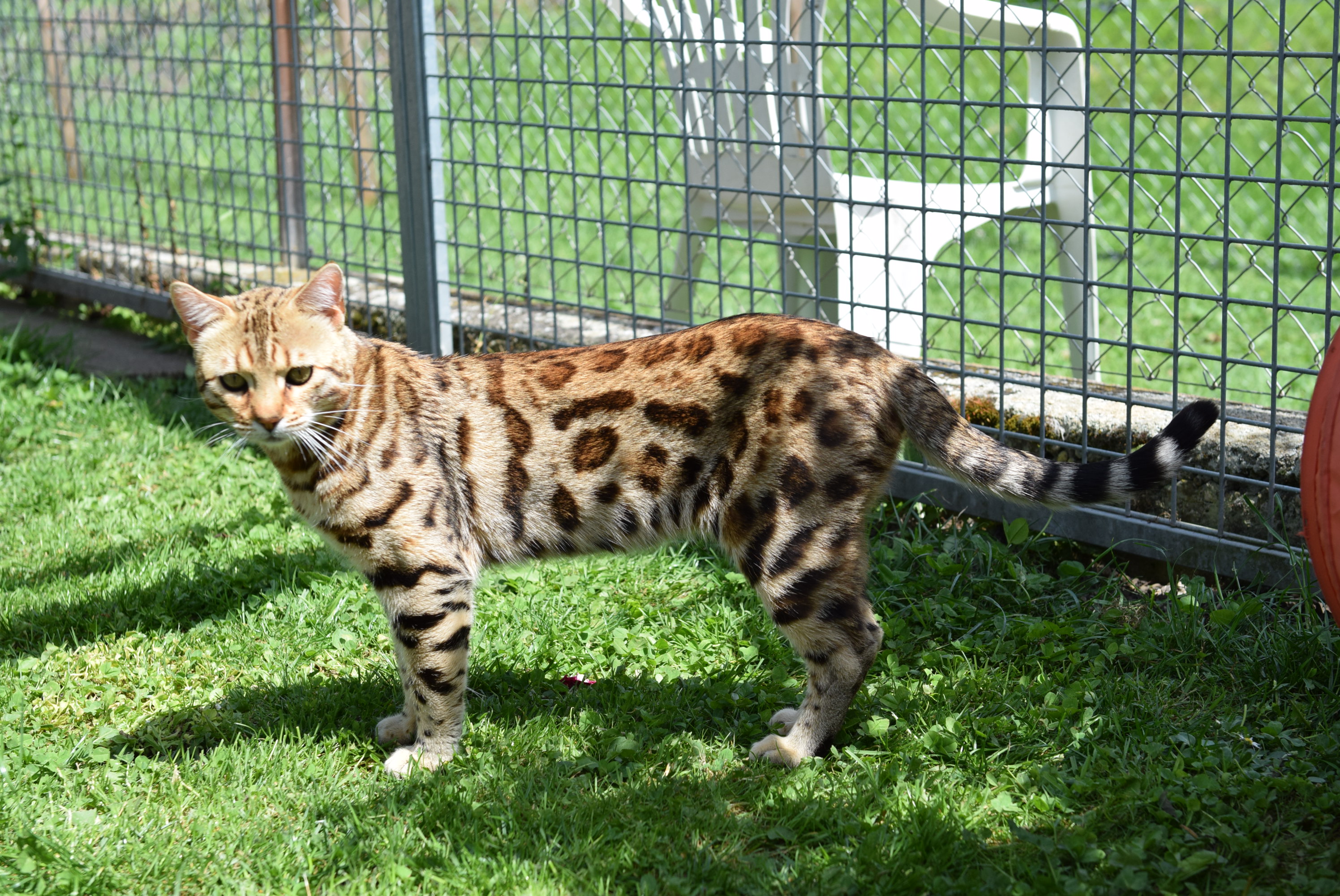 Bengal du Mont St. Aubert