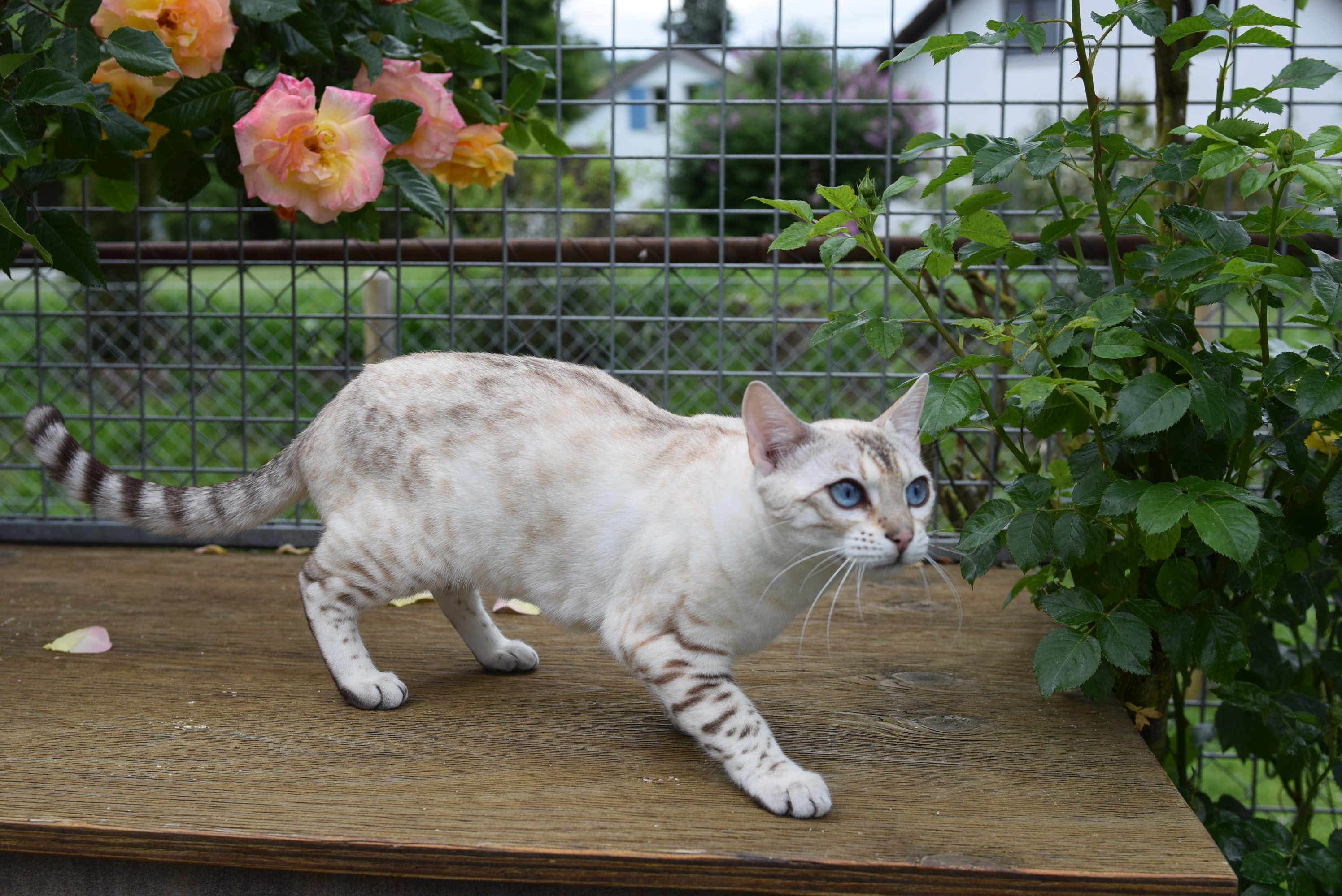 Bengal du Mont St. Aubert