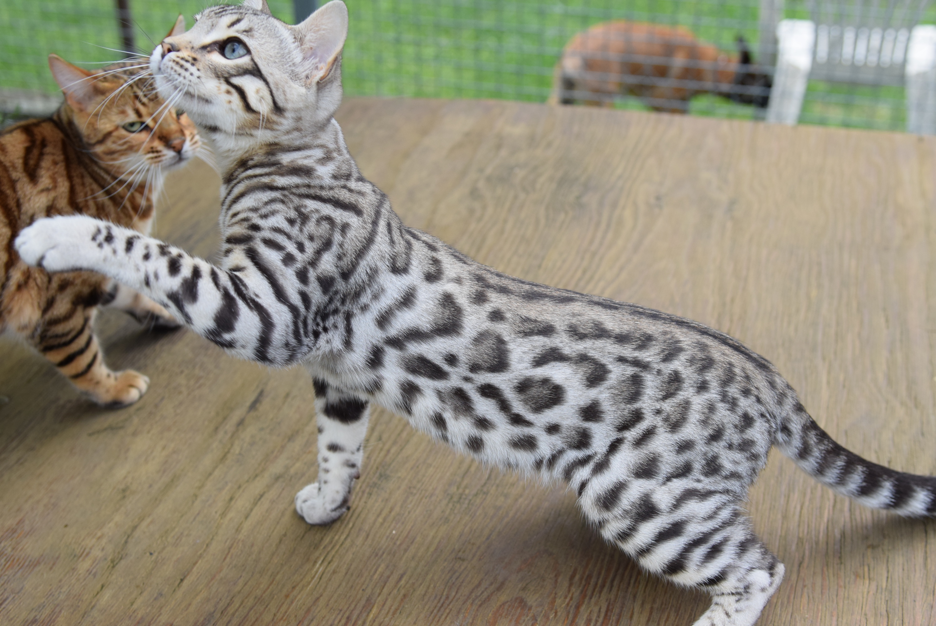 Bengal du Mont St. Aubert