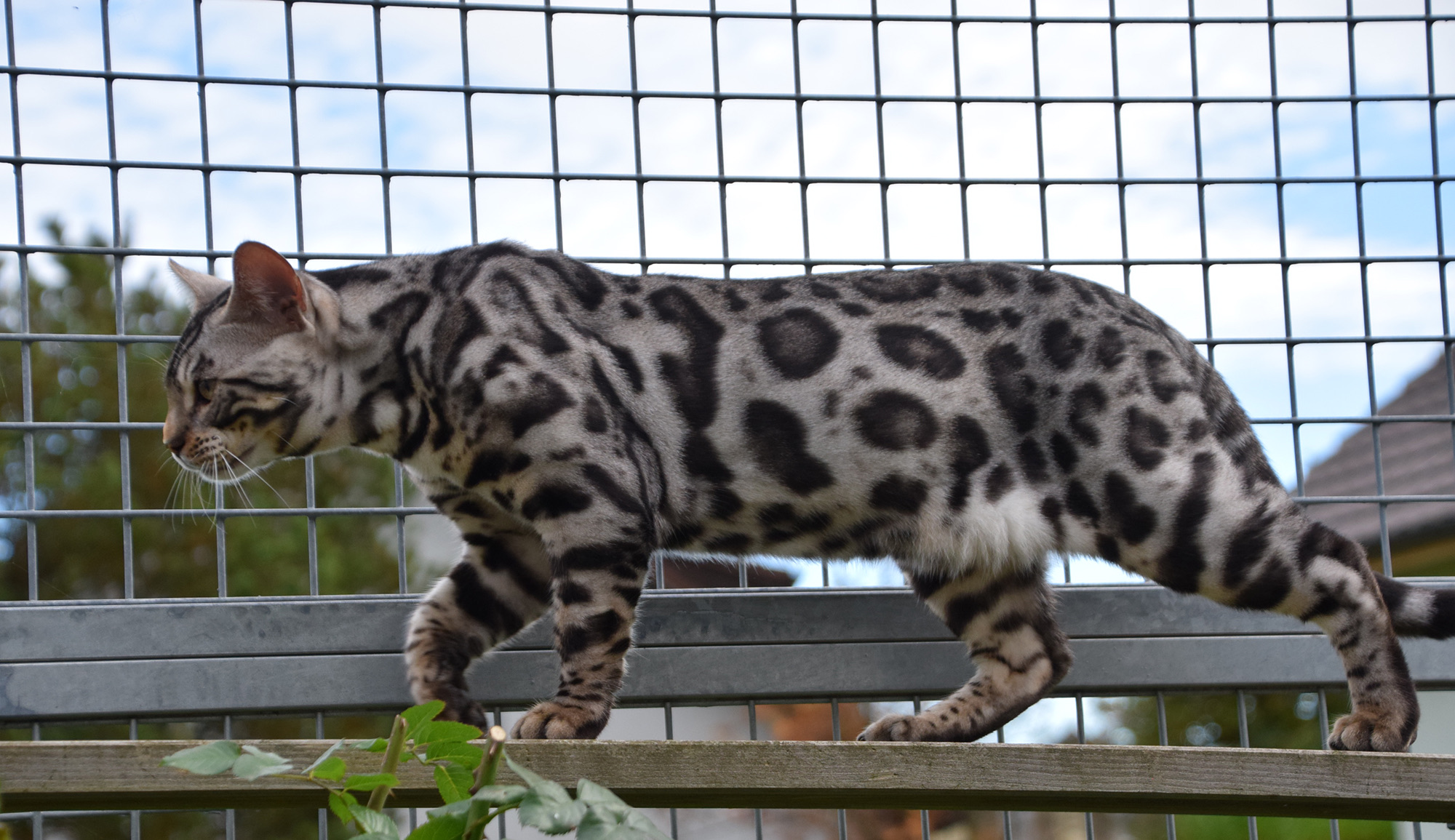 Bengal du Mont St. Aubert