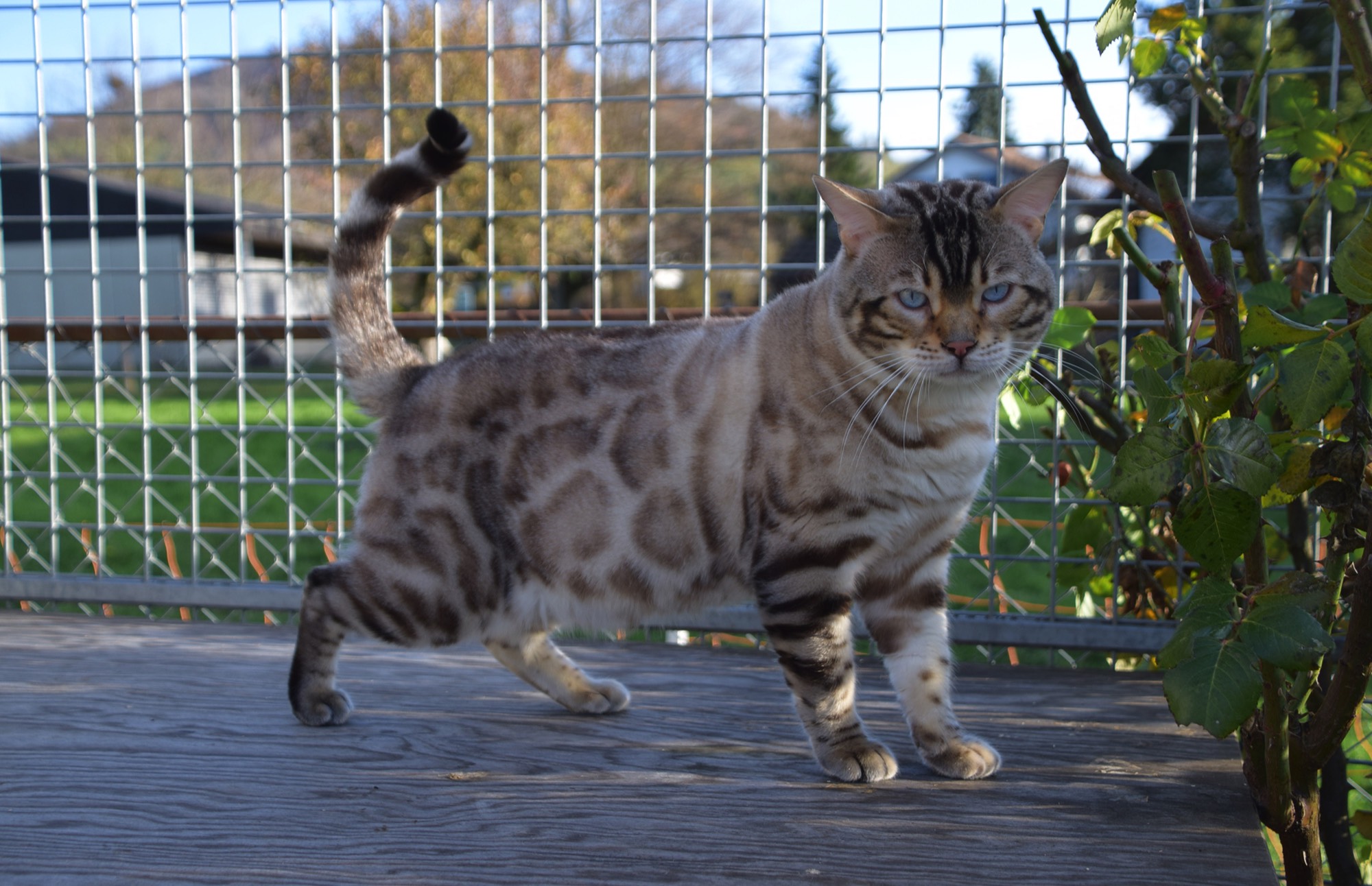 Bengal du Mont St. Aubert