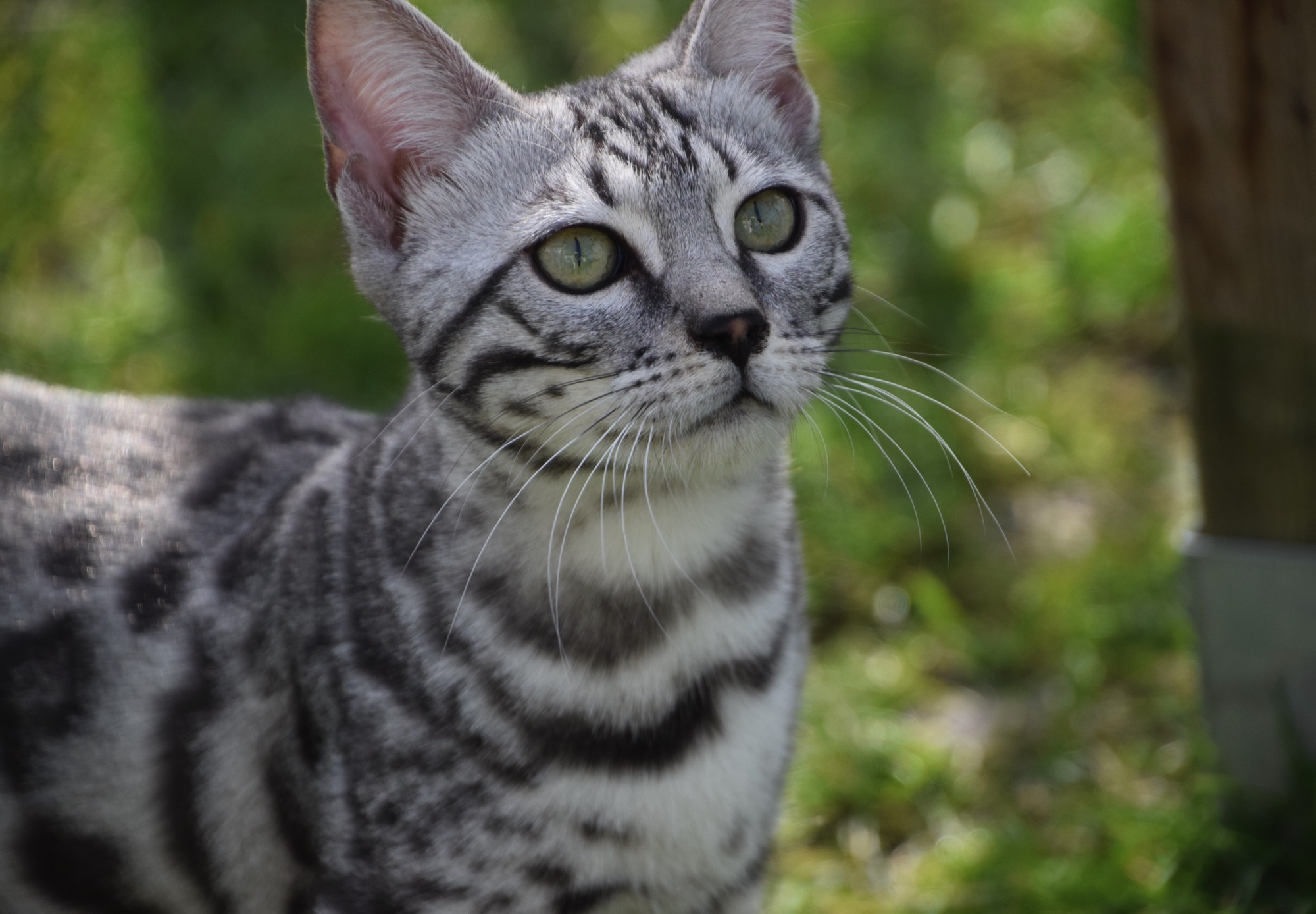Bengal du Mont St. Aubert